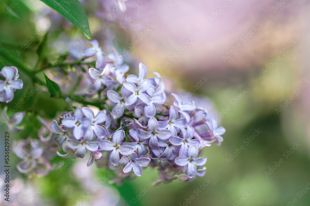 Blooming lilac flowers on blurred background. Fresh spring concept. Blooming lilac flowers on blurred background. Fresh spring concept.