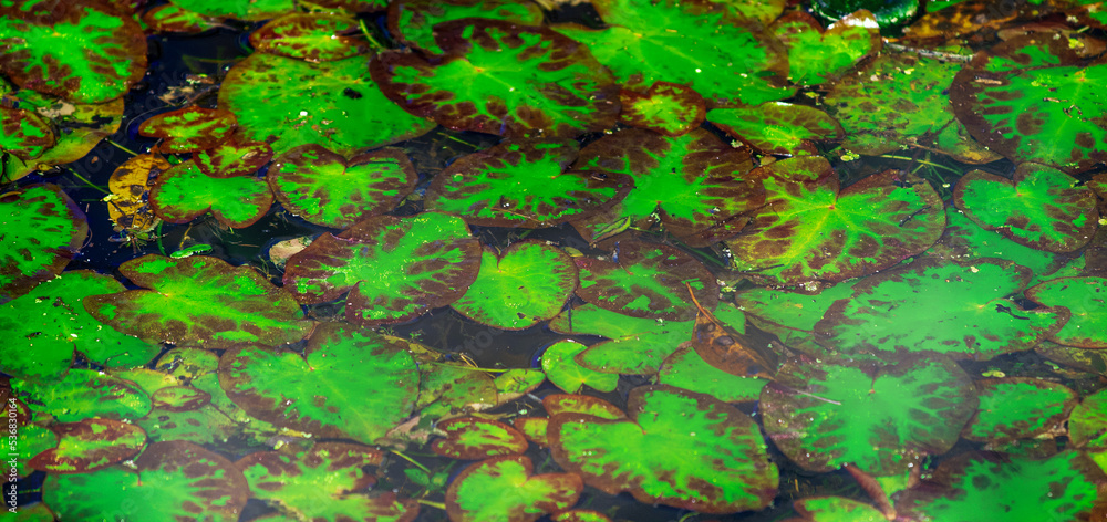 The Everglades. Swamp or lake top view with nenuphars or water lily pads. Natural background with deep marsh and lotus leaves.