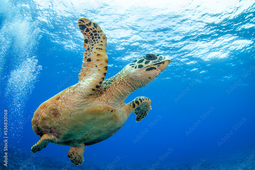 Obraz premium Hawksbill sea turtle