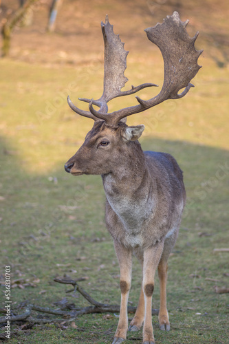 Dama European fallow deer brown color wild ruminant mammal on pasture in autumn winter time, beautiful woodland animal