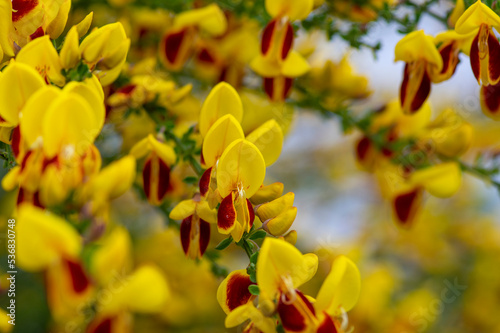 Cytisus scoparius lena ornamental flowers in bloom  yellow red orange bright flowering plant