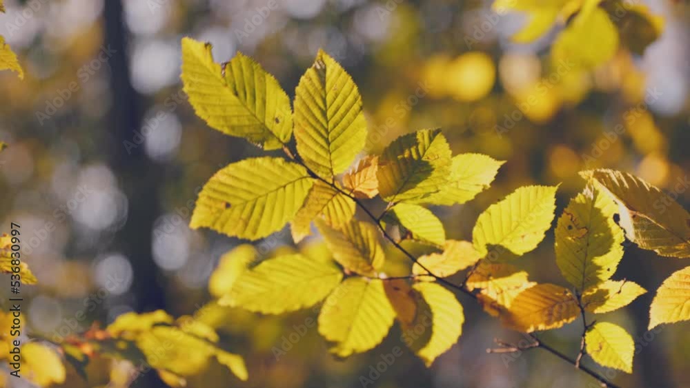 branch with yellow leaves in the autumn forest close-up branch with yellow leaves in the autumn forest close-up