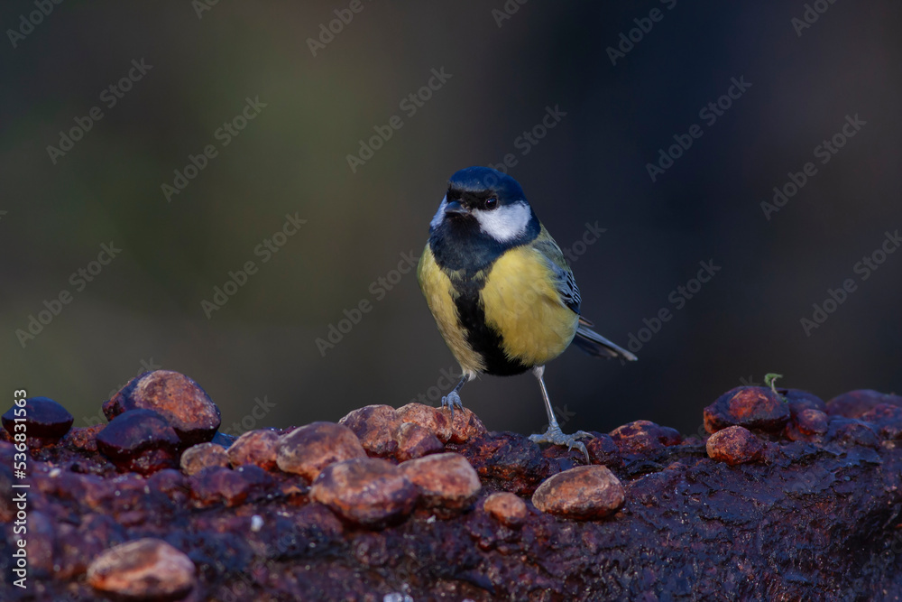 Fototapeta premium cute little bird in yellow black colors,Great Tit, Parus major