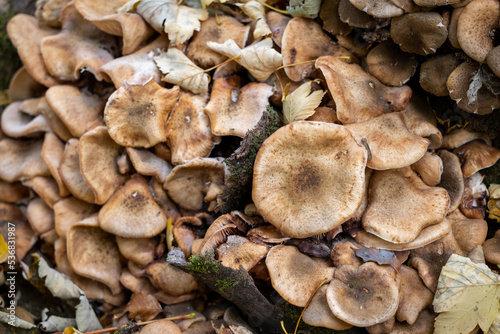 Mushrooms in the forest in autumn, Abruzzo, Italy.