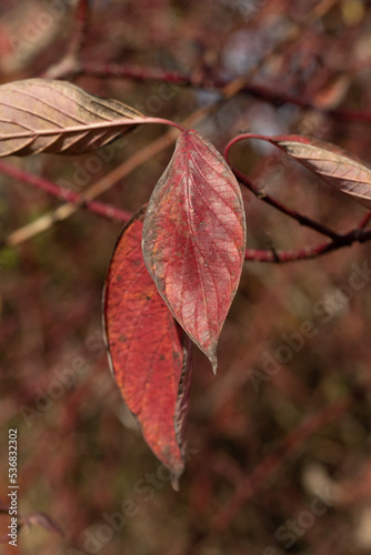 Liść w kolorach jesieni