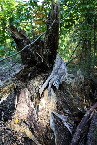 broken tree trunk in the forest