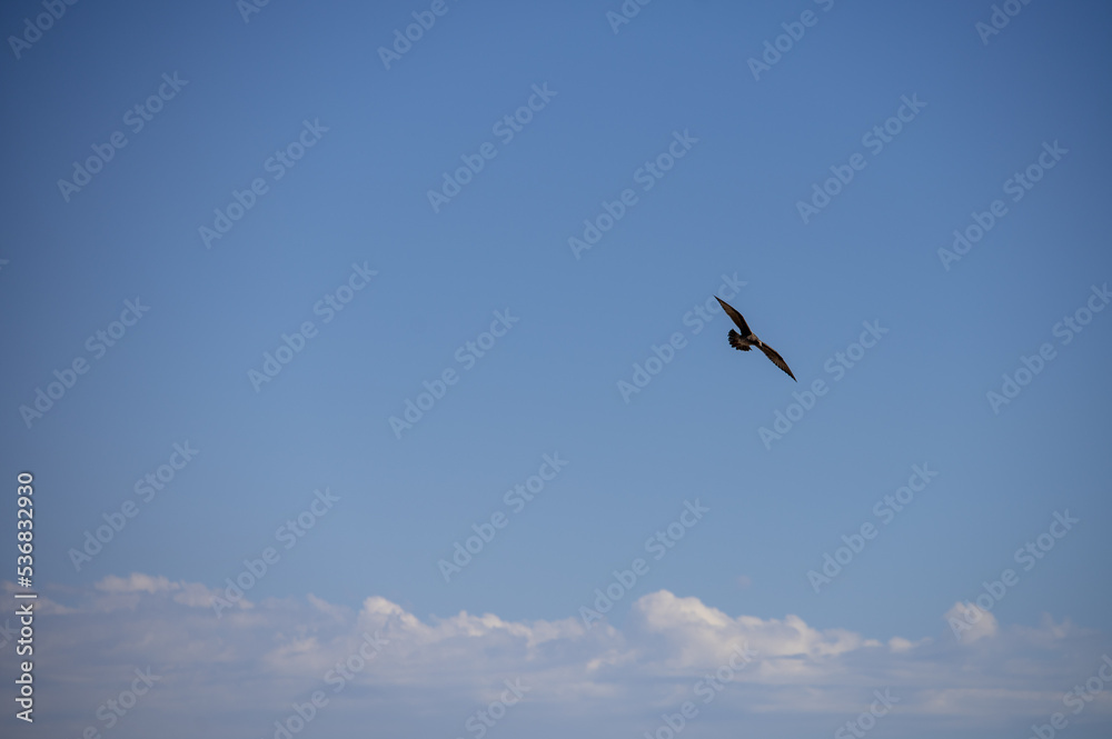 Bird seen soaring in sky with clear background Bird seen soaring in sky with clear background