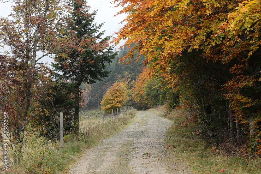 Obraz premium brouillard automnal