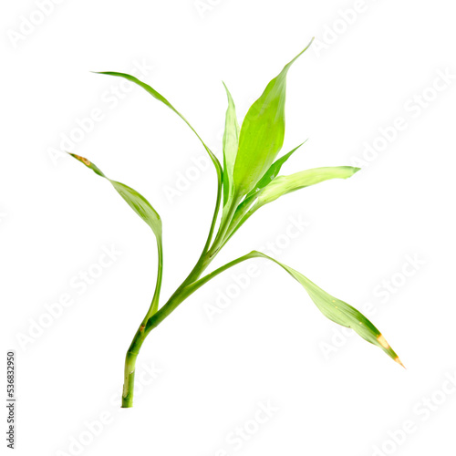 lucky bamboo plant transparent background
