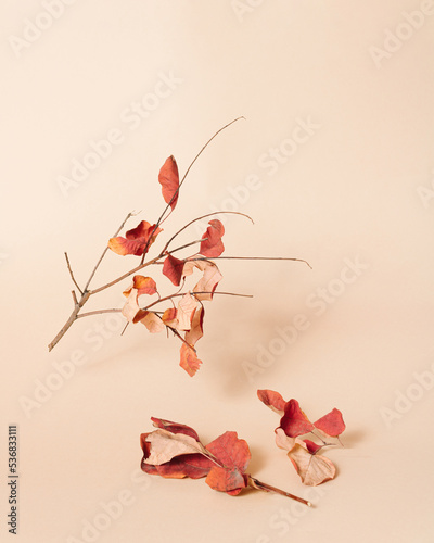 Tree branch hovering with red autumn leaves on bright beige background. Minimal idea for fall season. Creative view of autumn concept. Colorful October layout with copy space.