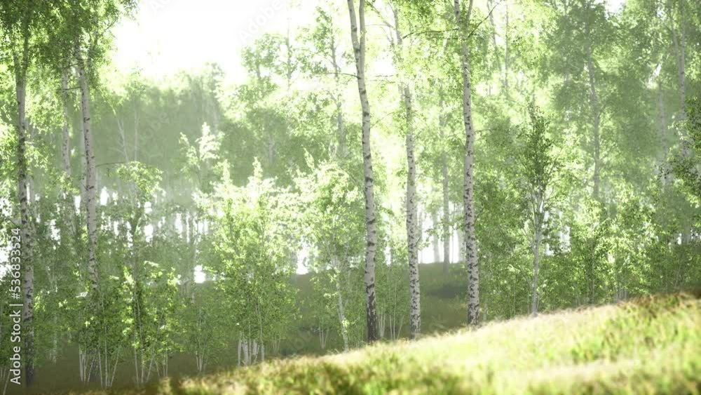 Spring in the birch grove forest