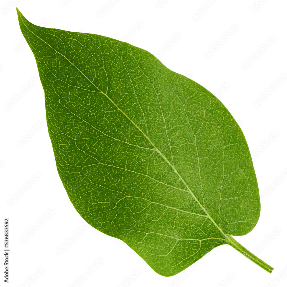 Lilac leaf isolated on white background, full depth of field, clipping path Lilac leaf isolated on white background, full depth of field, clipping path