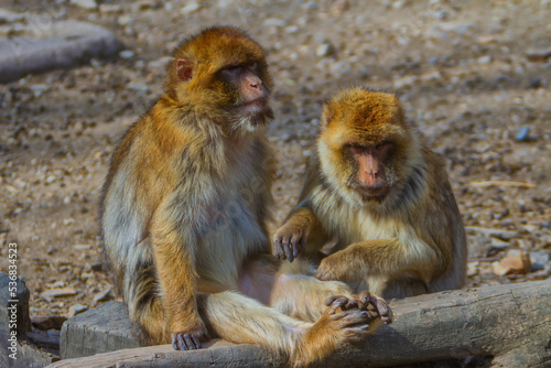 Obraz na płótnie Monkeys from the Prague ZOO. w salonie