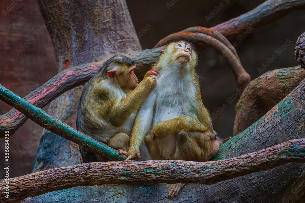 Monkeys from the Prague ZOO.