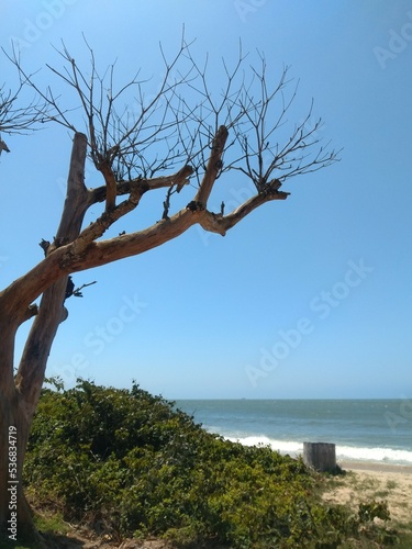 tree on the beach