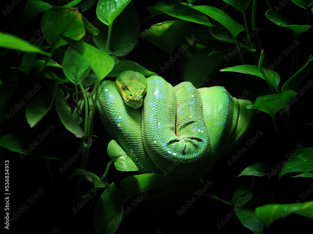 The green tree python (Morelia viridis) is a species of snake in the family Pythonidae