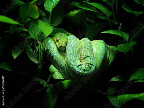 Obraz na płótnie The green tree python (Morelia viridis) is a species of snake in the family Pythonidae w salonie