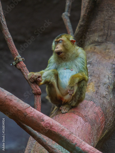 Obraz na płótnie Monkeys from the Prague ZOO. w salonie