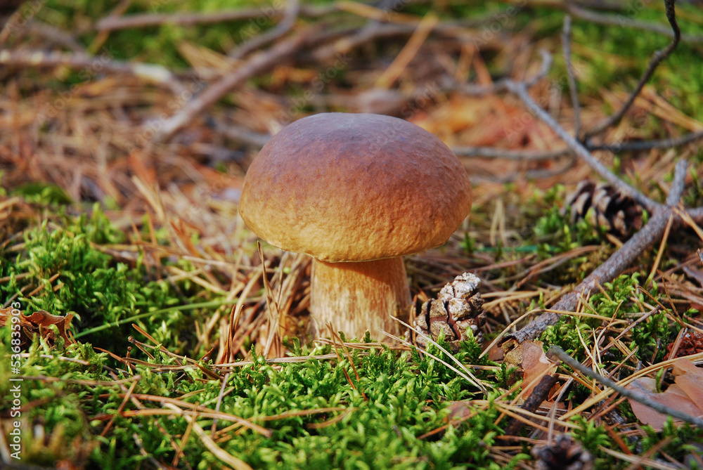 Boletus edulis (cep, penny bun, porcino or porcini) wild fungus grows in the forest in autumn surrounded by moss. King bolete. It is a popular edible mushroom. Boletus edulis (cep, penny bun, porcino or porcini) wild fungus grows in the forest in autumn surrounded by moss. King bolete. It is a popular edible mushroom.