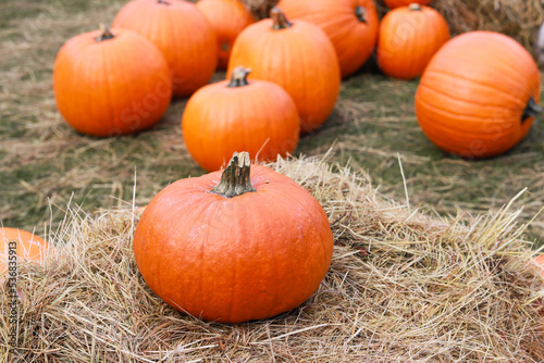 Set of different Halloween pumpkins. Banner design. Pumpkins in the field - Thanksgiving and autumn background.