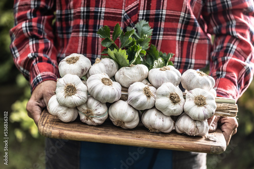 Old man's hands holding a wooden board full of fresh organic garlic heads