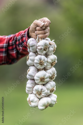 Bundle of organic homegrown white garlic held by a hand of an older man