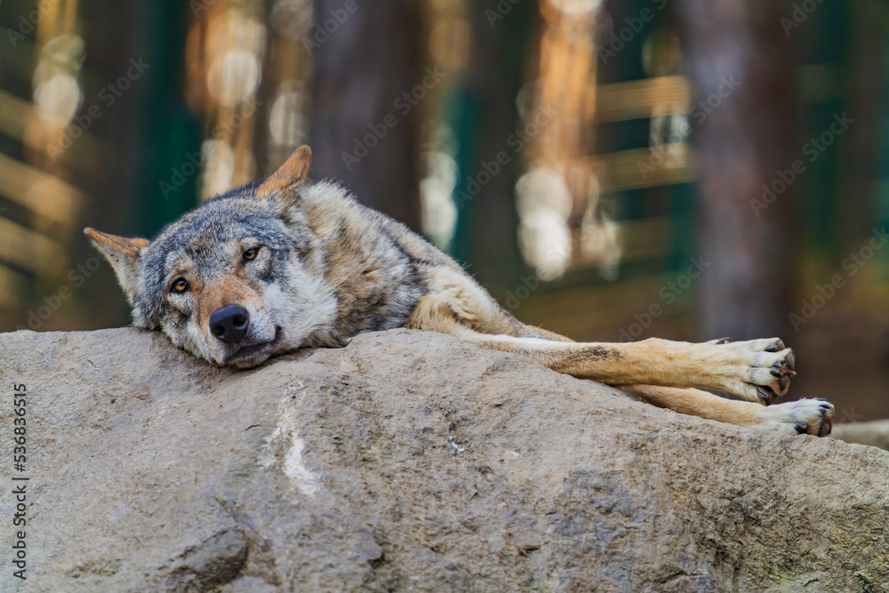 The wolf (Canis lupus), also known as the gray wolf or grey wolf, is a large canine native to Eurasia and North America.