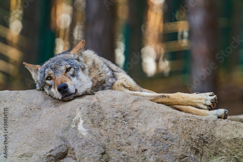 Obraz na płótnie The wolf (Canis lupus), also known as the gray wolf or grey wolf, is a large canine native to Eurasia and North America. w salonie