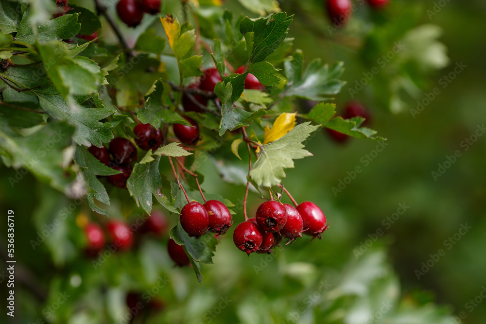 Berries of Hawthorn ( lat. Crataegus monogyna ) in autumn season