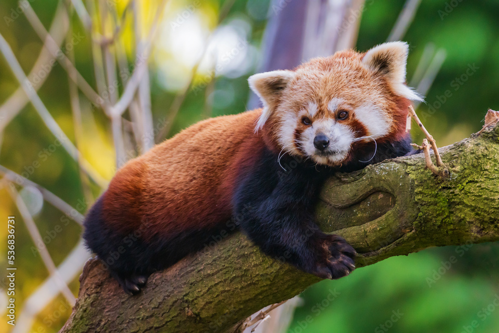 The red panda (Ailurus fulgens), also known as the lesser panda, is a small mammal native to the eastern Himalayas and southwestern China.