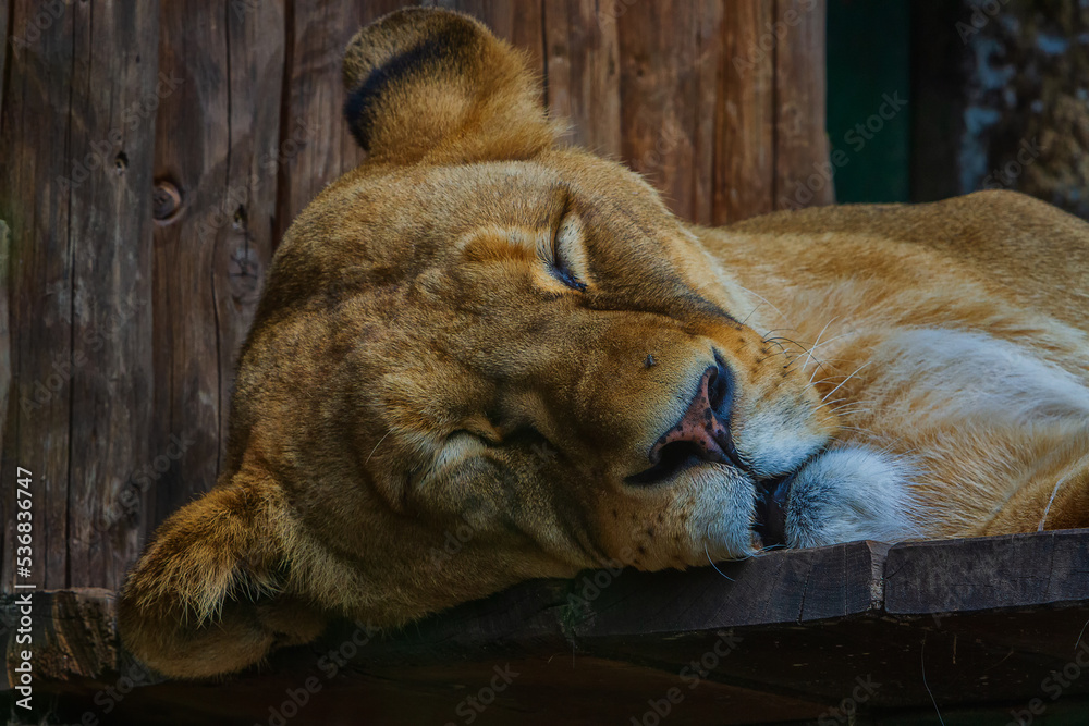 The lion (Panthera leo) is a large mammal of the Felidae (cat) family.