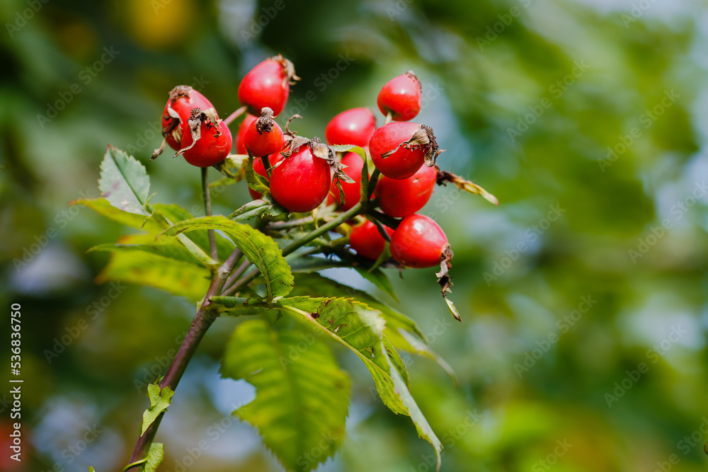 Berries of Rosehip, or wild rosa, or rosa canina in autumn season