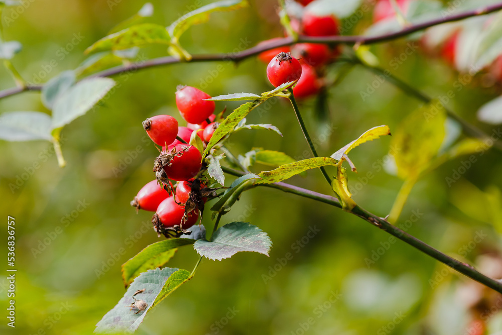Berries of Rosehip, or wild rosa, or rosa canina in autumn season