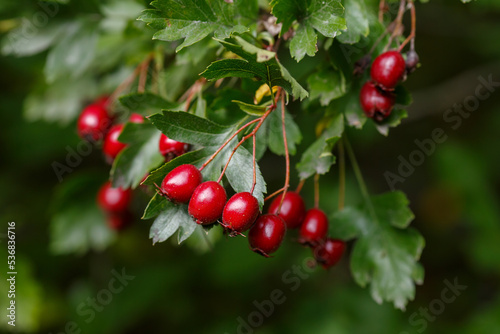 Berries of Hawthorn ( lat. Crataegus monogyna ) in autumn season photo