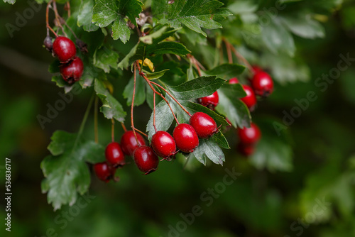 Berries of Hawthorn ( lat. Crataegus monogyna ) in autumn season