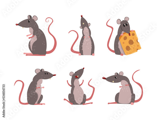 Funny Rat as Long-tailed Rodent Engaged in Different Activity Vector Set