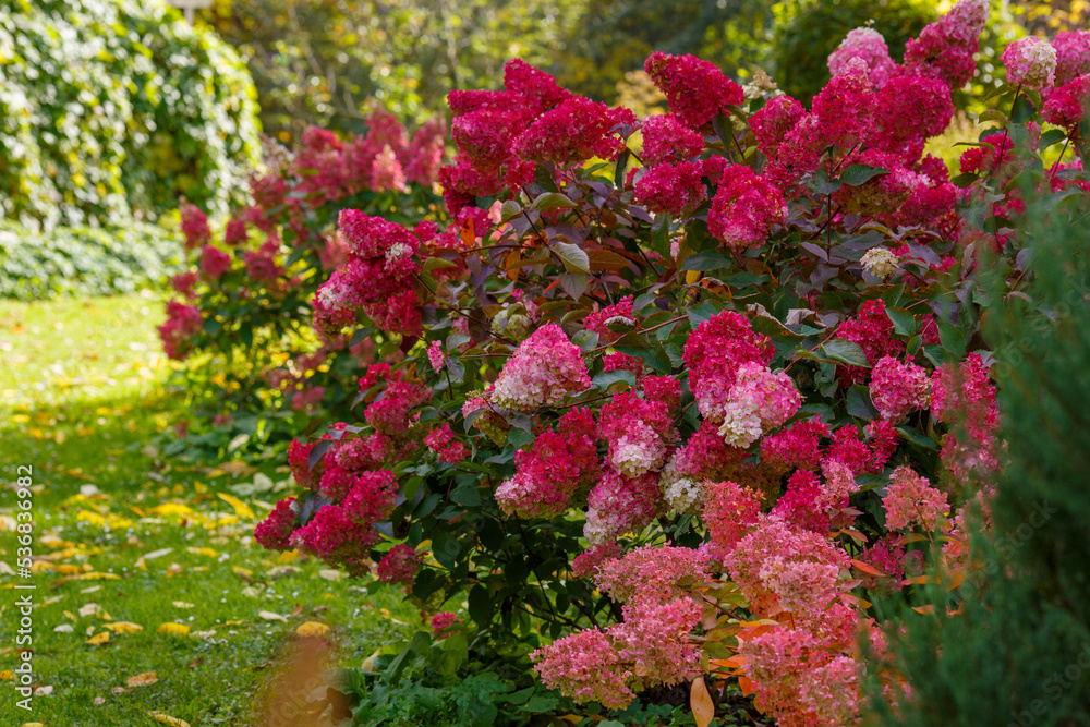 Inflorescences of hydrangea paniculata in the autumn garden. Hydrangea paniculata, the panicled hydrangea, is a species of flowering plant in the family Hydrangeaceae