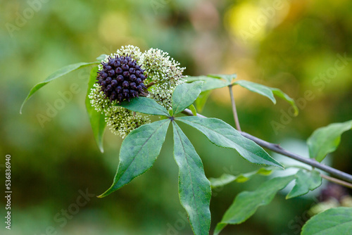 Fototapeta Naklejka Na Ścianę i Meble -  Berries and flowers of Eleutherococcus senticosus. Medicinal plants in the autumn garden