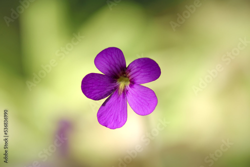 Pink flower of Pinguicula.