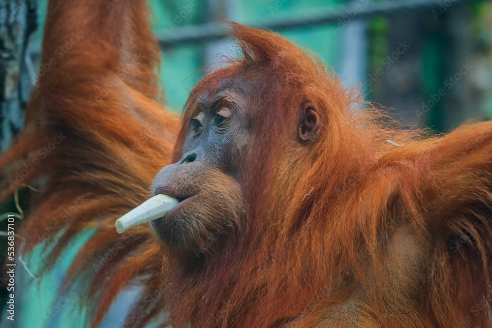Orangutans are great apes native to the rainforests of Indonesia and Malaysia.
