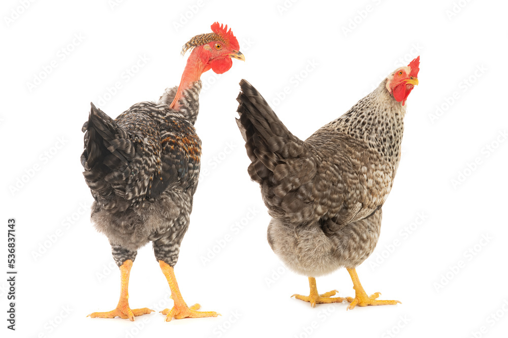 rooster and hen isolated on white background rooster and hen isolated on white background