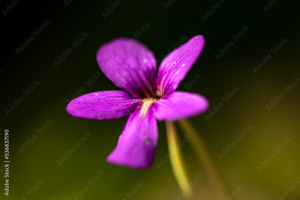 Pink flower of Pinguicula.