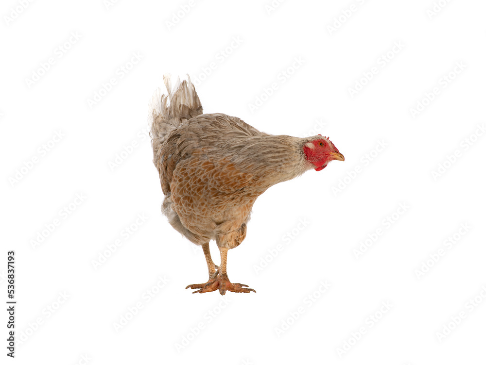 Fototapeta premium chicken isolated on white background