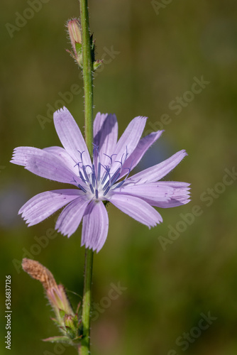 Close up of a pink chicory  cichorium intybus  flower in bloom