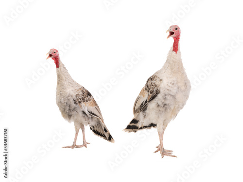screaming two female turkey isolated on white background