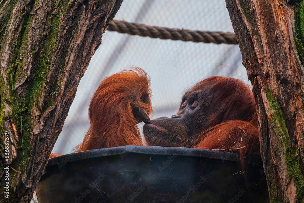 Orangutans are great apes native to the rainforests of Indonesia and Malaysia.