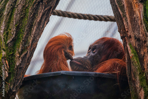 Obraz na płótnie Orangutans are great apes native to the rainforests of Indonesia and Malaysia. w salonie