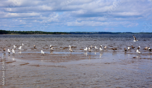 A swarm of seagulls sitting and flying on beautiful blue water of the Shediac sea shore © Daniel Meunier