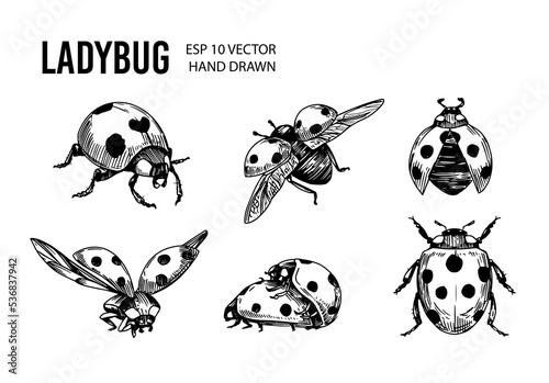 Canvas-taulu Ladybug sketch. Hand drawn vector illustration