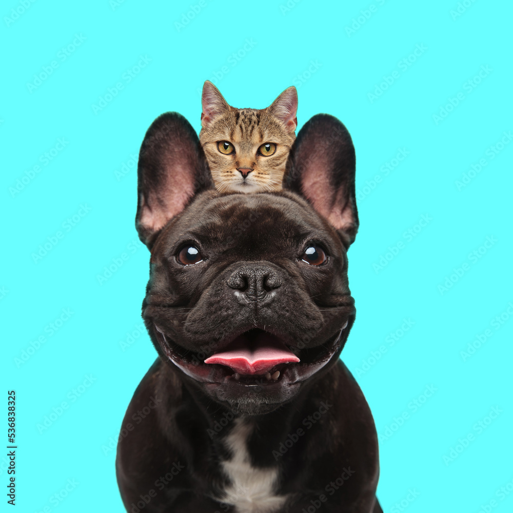 adorable french bulldog with little metis tabby kitty behind